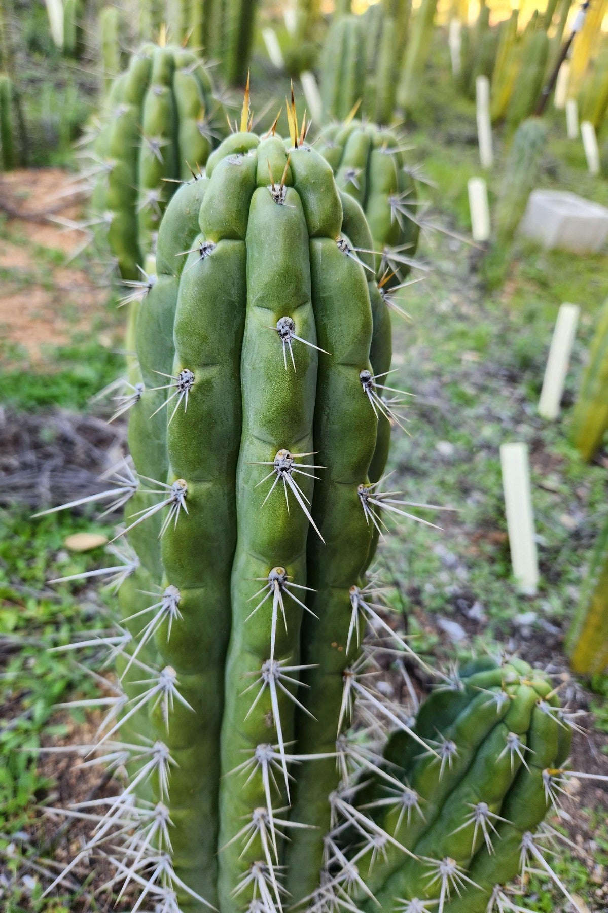 #EC318 EXACT Trichocereus TSS AFF Knuthianus Cactus Cutting 8"-Cactus - Large - Exact-The Succulent Source