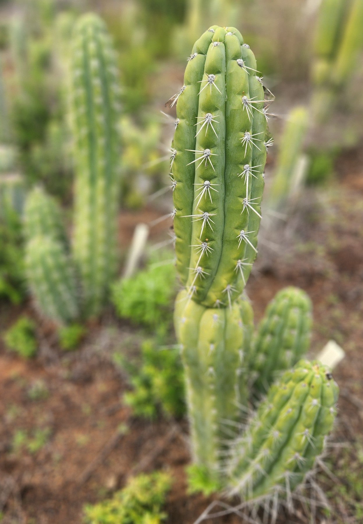 #EC318 EXACT Trichocereus TSS AFF Knuthianus Cactus Cutting 8"-Cactus - Large - Exact-The Succulent Source