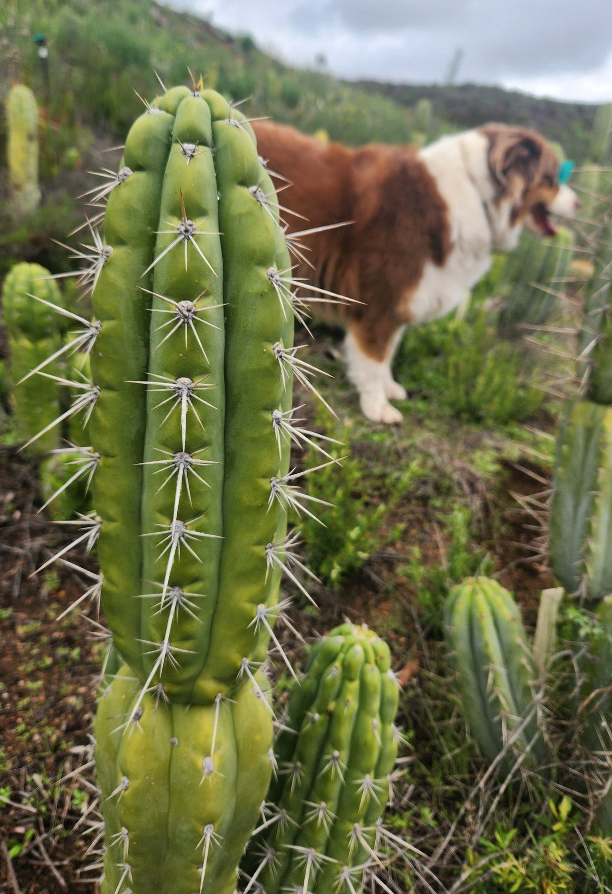 #EC318 EXACT Trichocereus TSS AFF Knuthianus Cactus Cutting 8"-Cactus - Large - Exact-The Succulent Source