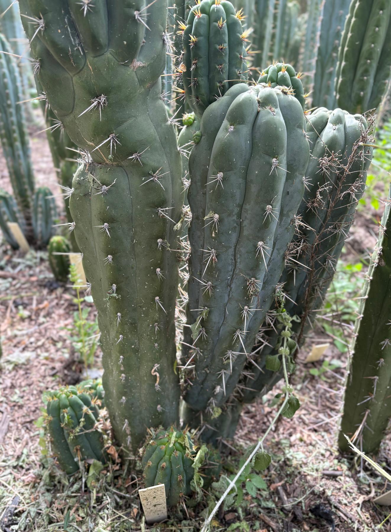 #EC318 Trichocereus TSS AFF Knuthianus Knuthianus Cactus Cutting 8"-Cactus - Large - Exact-The Succulent Source