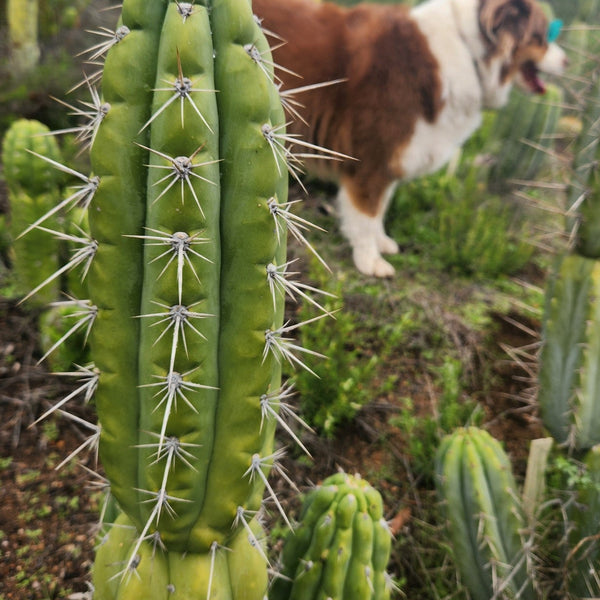 San Pedro Cactus for Sale Trichocereus