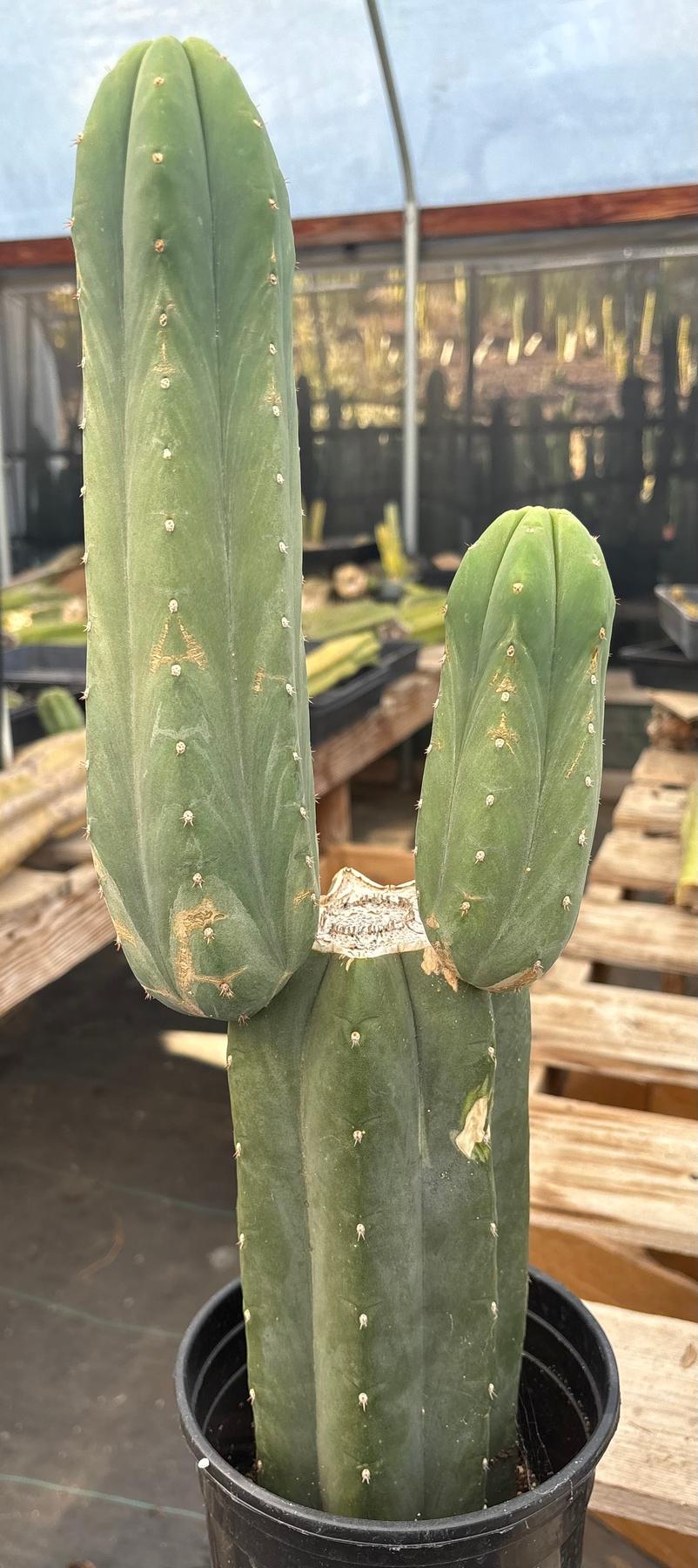#EC319 EXACT Trichocereus Pachanoi Cactus 20”-Cactus - Large - Exact-The Succulent Source