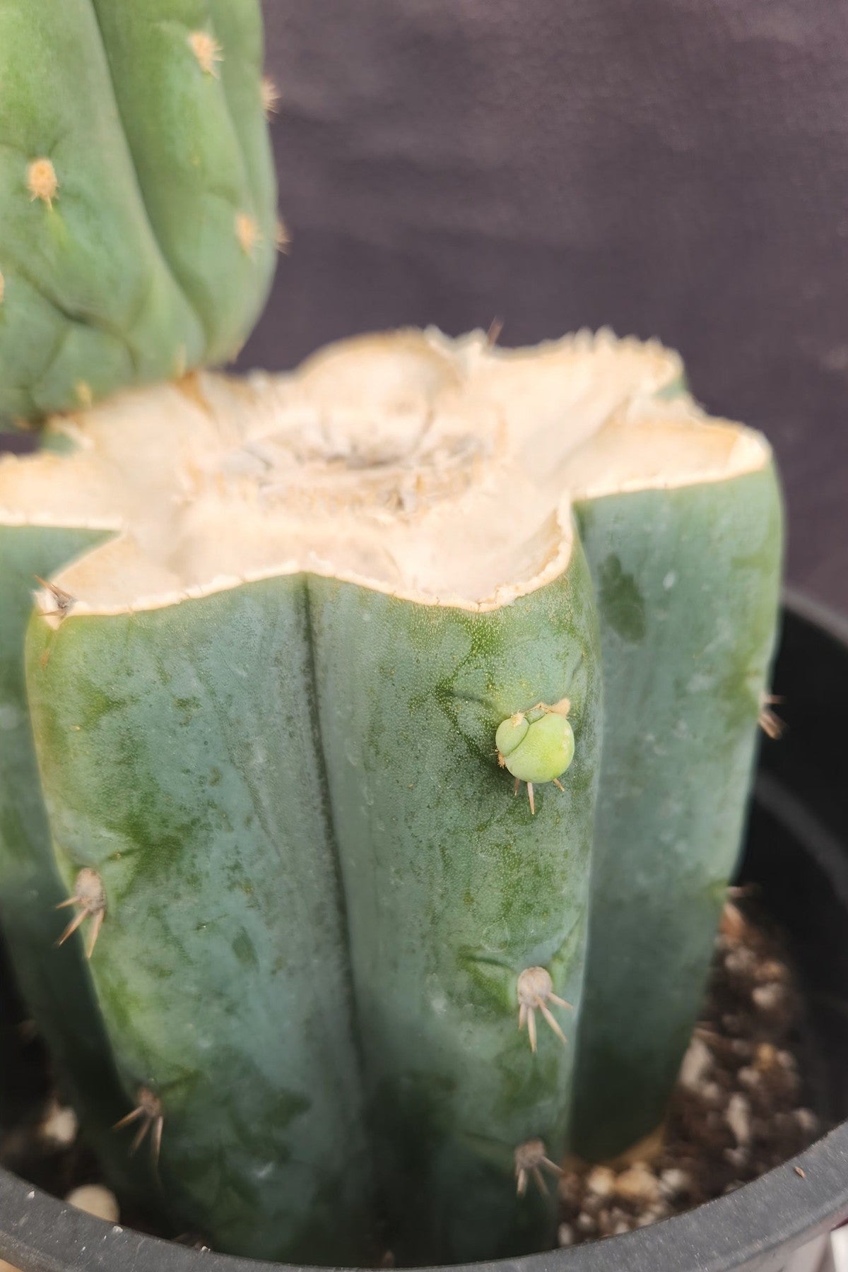 EC319 EXACT Trichocereus Pachanoi JS444 OP Cactus 11” - Wedding