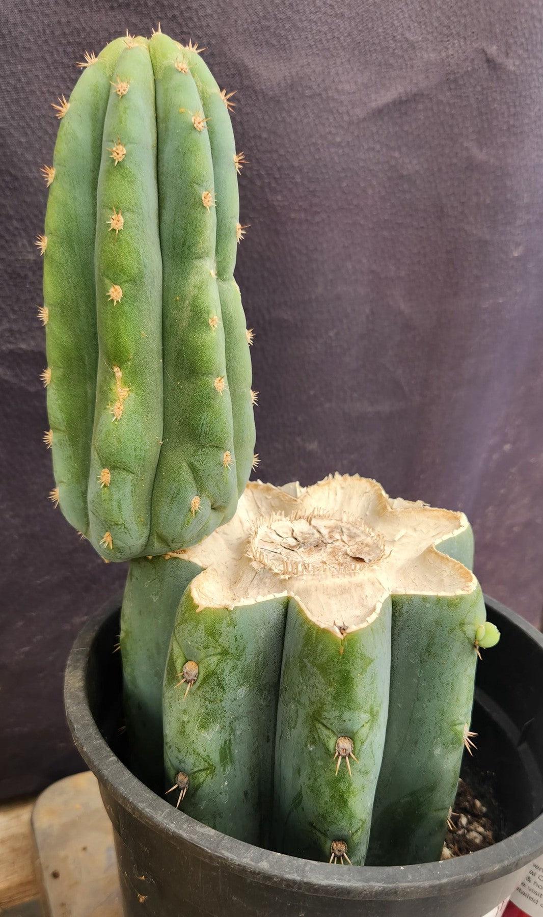 #EC319 EXACT Trichocereus Pachanoi JS444 OP Cactus 11”-Cactus - Large - Exact-The Succulent Source