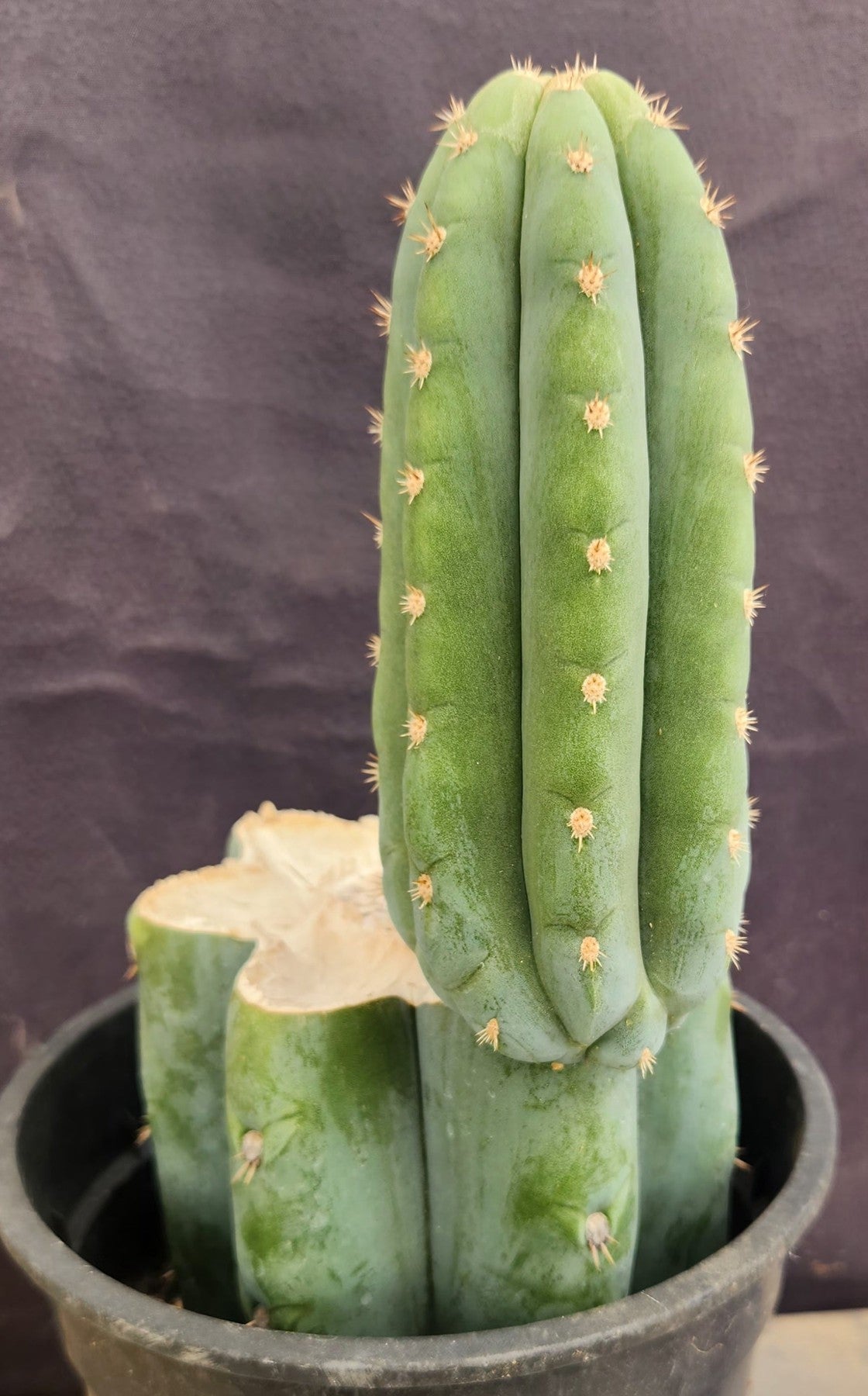 #EC319 EXACT Trichocereus Pachanoi JS444 OP Cactus 11”-Cactus - Large - Exact-The Succulent Source