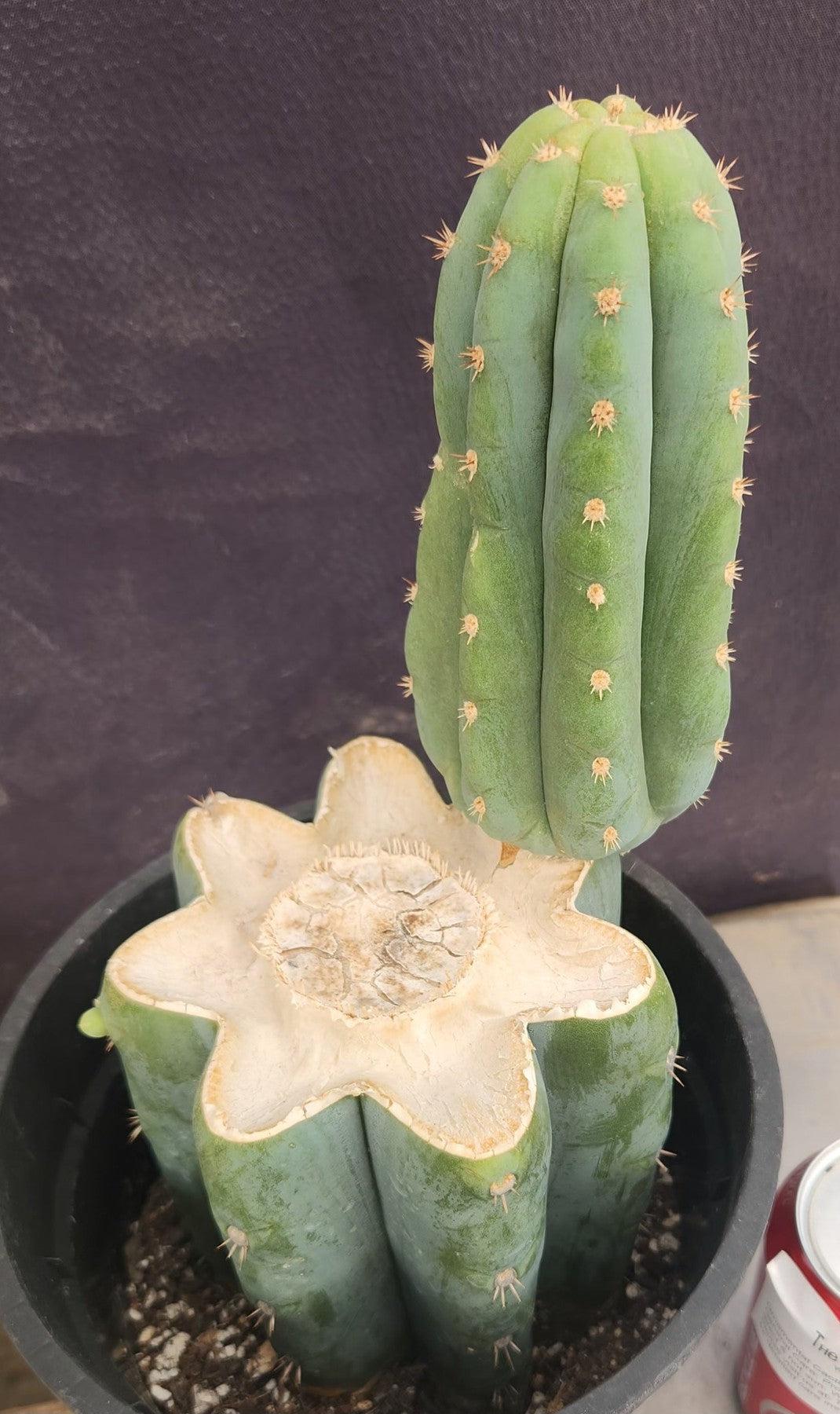 #EC319 EXACT Trichocereus Pachanoi JS444 OP Cactus 11”-Cactus - Large - Exact-The Succulent Source