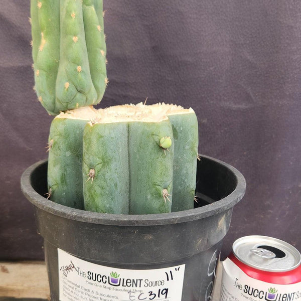 EC319-EXACT-Trichocereus-