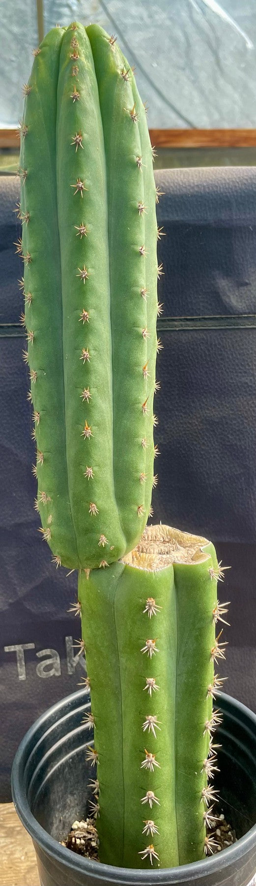 #EC319 EXACT Trichocereus Pachanoi JS444 OP Cactus 20”-Cactus - Large - Exact-The Succulent Source