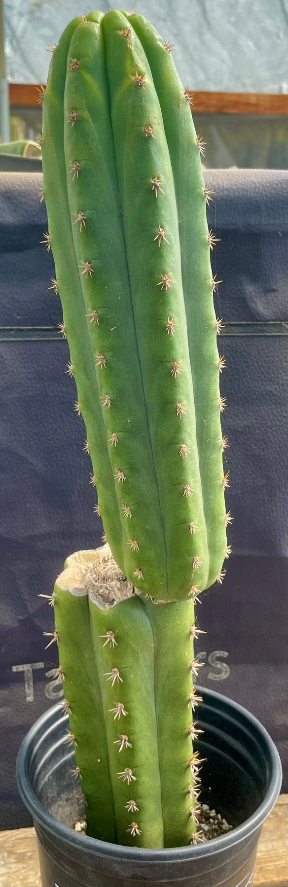 #EC319 EXACT Trichocereus Pachanoi JS444 OP Cactus 20”-Cactus - Large - Exact-The Succulent Source