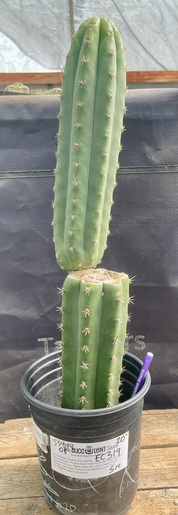 #EC319 EXACT Trichocereus Pachanoi JS444 OP Cactus 20”-Cactus - Large - Exact-The Succulent Source