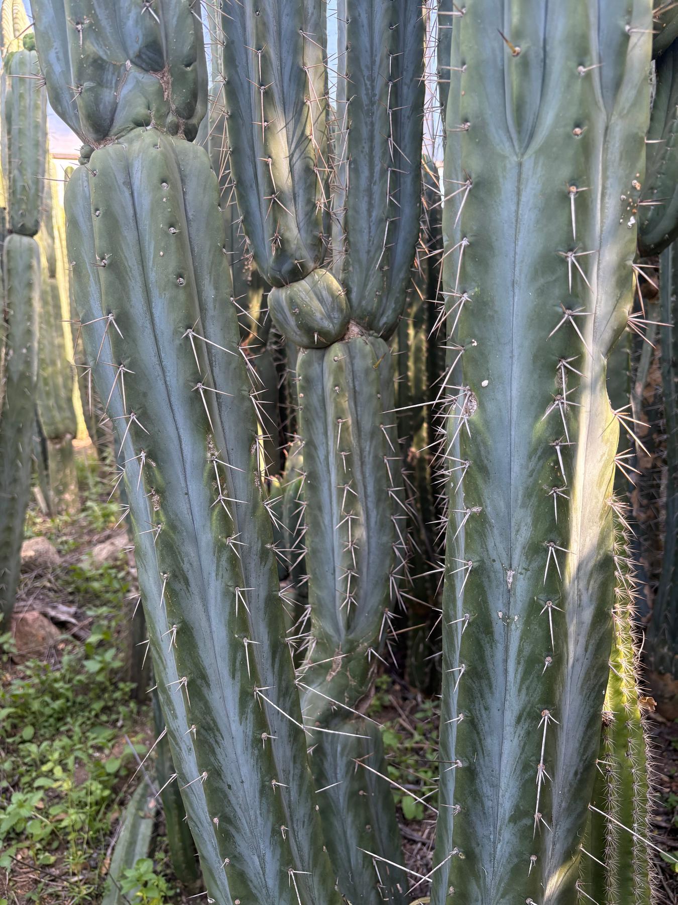 #EC32 EXACT Trichocereus Bridgesii Jada Beyond Cactus Cuttings-Cactus - Large - Exact-The Succulent Source