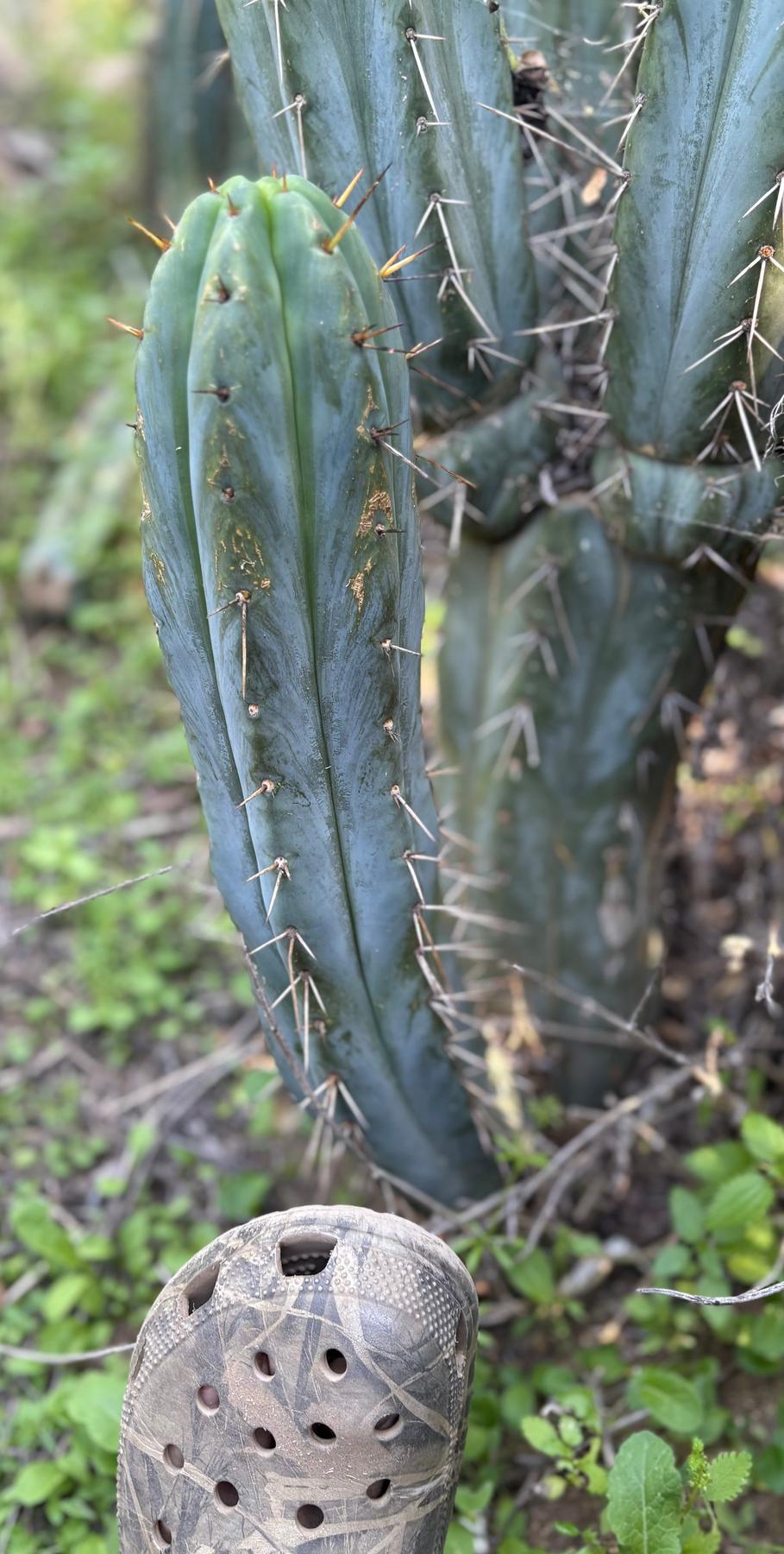 #EC32 EXACT Trichocereus Bridgesii Jada Beyond Cactus Cuttings-Cactus - Large - Exact-The Succulent Source