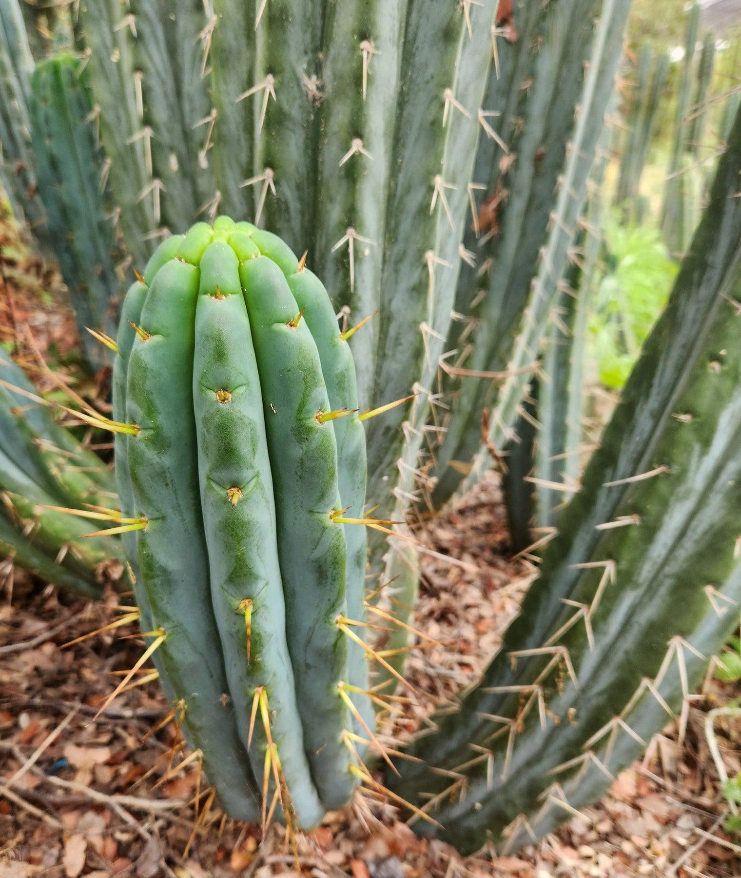San Pedro Cactus for Sale Trichocereus - #EC32 EXACT Trichocereus