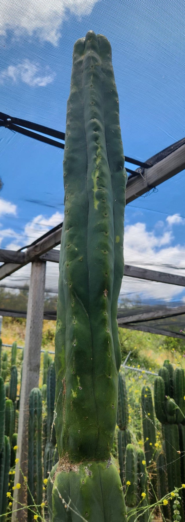 spineless san pedro cactus #EC321 EXACT Trichocereus Fiona Variegated Marbled Cactus 8.5”