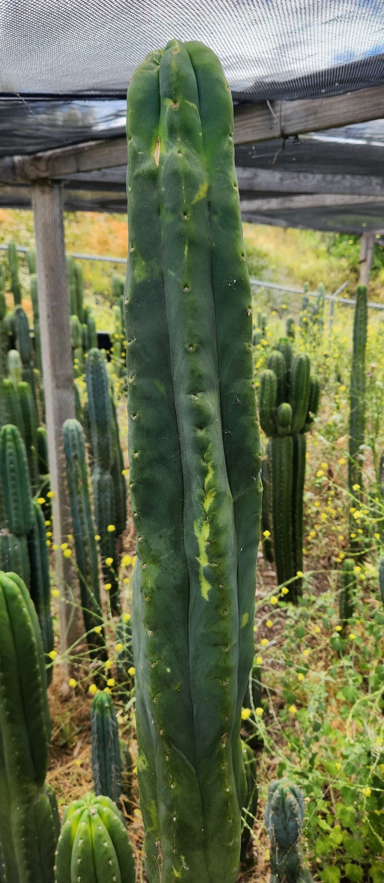 spineless san pedro cactus #EC321 EXACT Trichocereus Fiona Variegated Marbled Cactus 8.5”