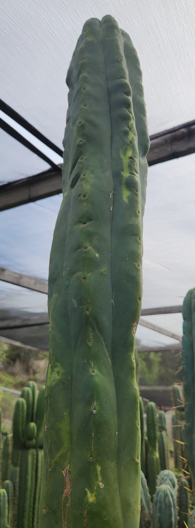 #EC321 EXACT Trichocereus Jeremy Marsh Variegated Marbled Cactus-Cactus - Large - Exact-The Succulent Source