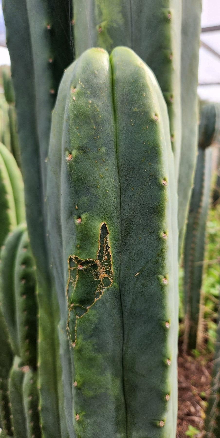 #EC321 EXACT Trichocereus Jeremy Marsh Variegated Marbled Cactus-Cactus - Large - Exact-The Succulent Source