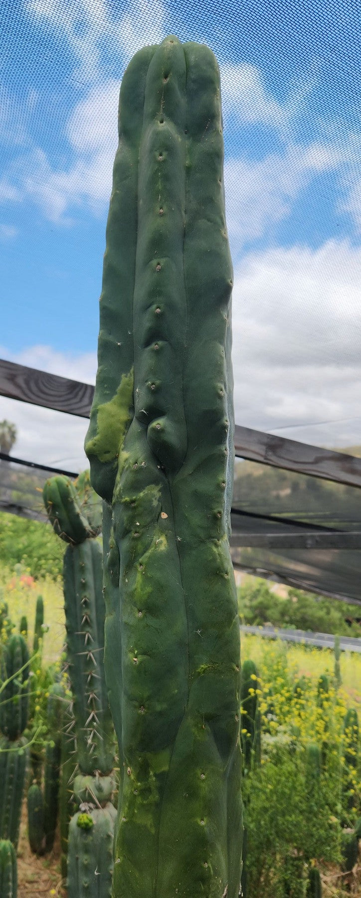 #EC321 EXACT Trichocereus Fiona Variegated Marbled Cactus-Cactus - Large - Exact-The Succulent Source