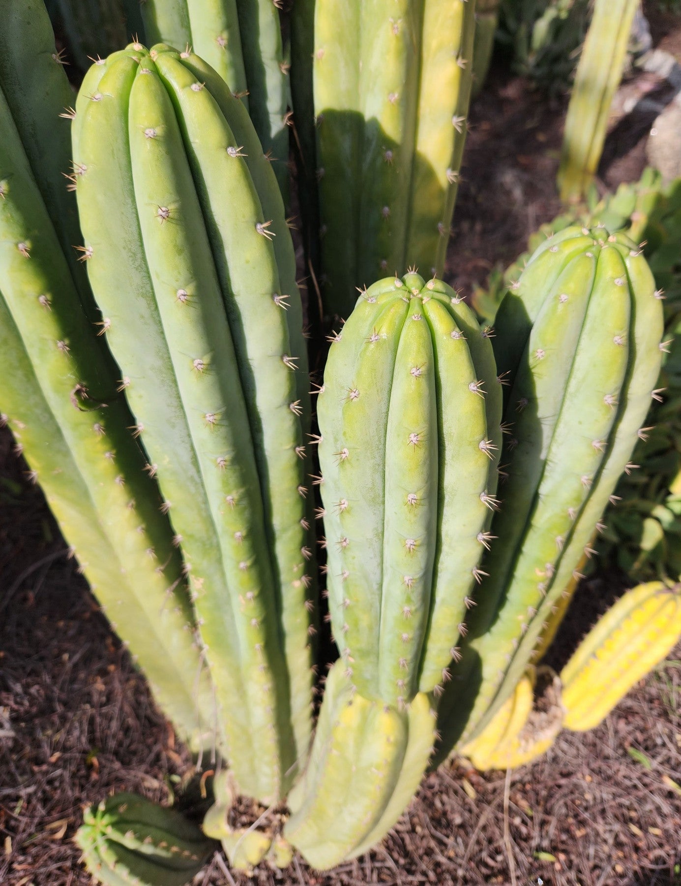 #EC323 EXACT Trichocereus Pachanoi TPQC Cactus Cuttings-Cactus - Large - Exact-The Succulent Source
