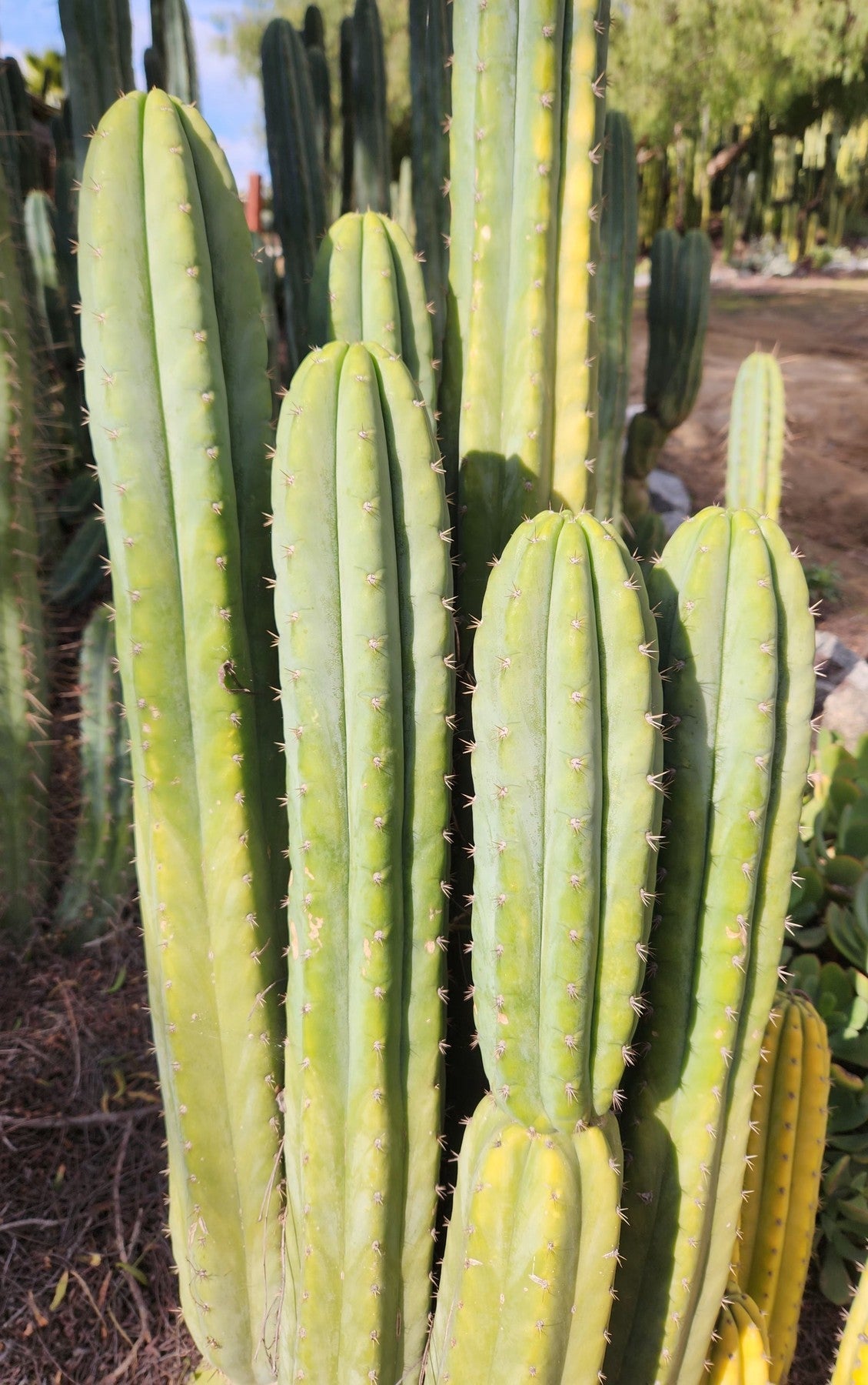 #EC323 EXACT Trichocereus Pachanoi TPQC Cactus Cuttings-Cactus - Large - Exact-The Succulent Source