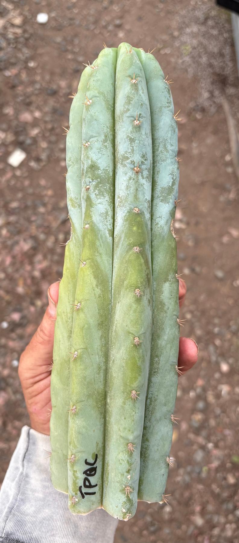 #EC323 EXACT Trichocereus Pachanoi TPQC Cactus Cuttings-Cactus - Large - Exact-The Succulent Source