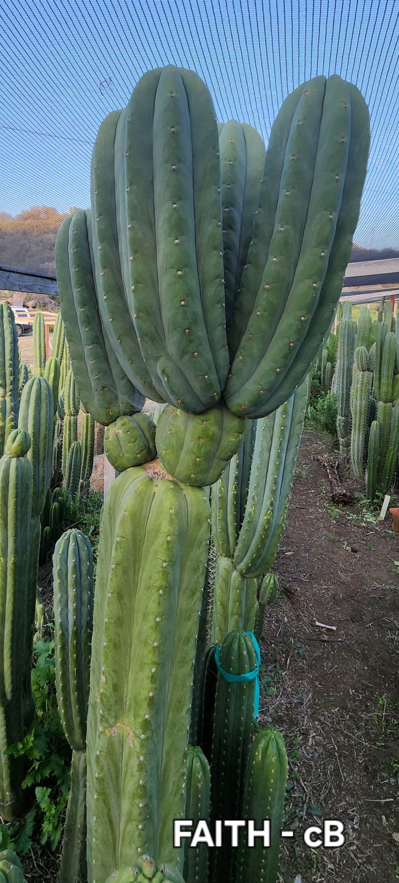 #EC325 EXACT Trichocereus Pachanoi FAITH Cactus Cutting 8"-Cactus - Large - Exact-The Succulent Source