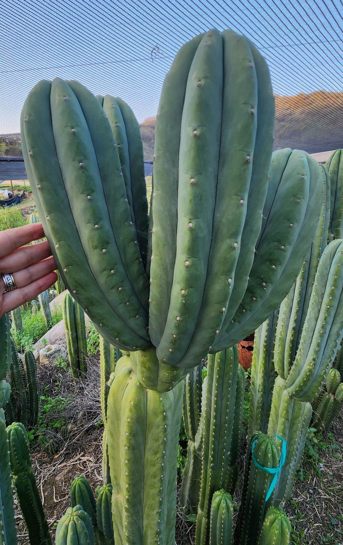 #EC325 EXACT Trichocereus Pachanoi FAITH Cactus Cutting 8"-Cactus - Large - Exact-The Succulent Source