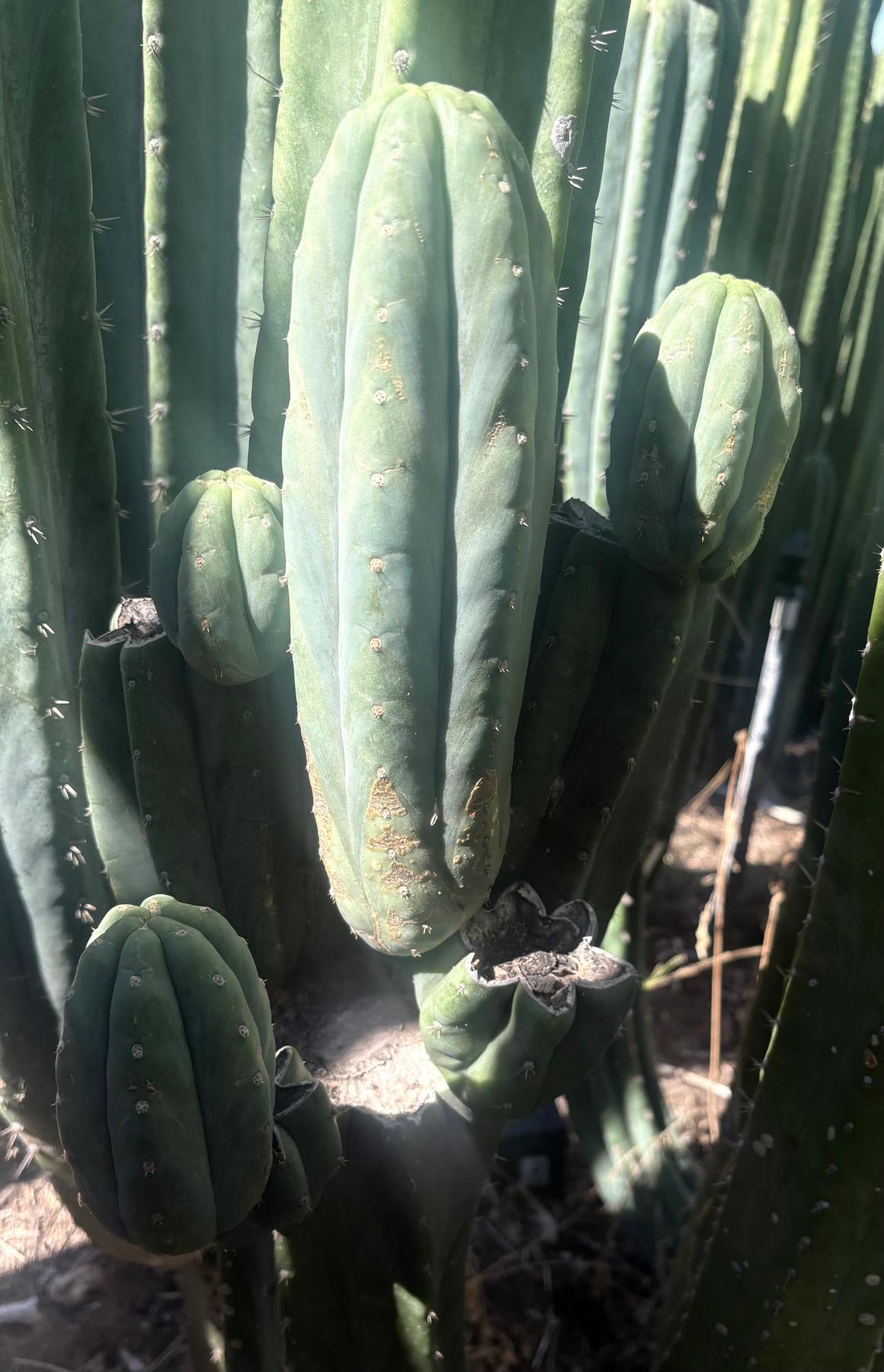 #EC325 Trichocereus Pachanoi FAITH Cactus Cutting 7-8"-Cactus - Large - Exact-The Succulent Source