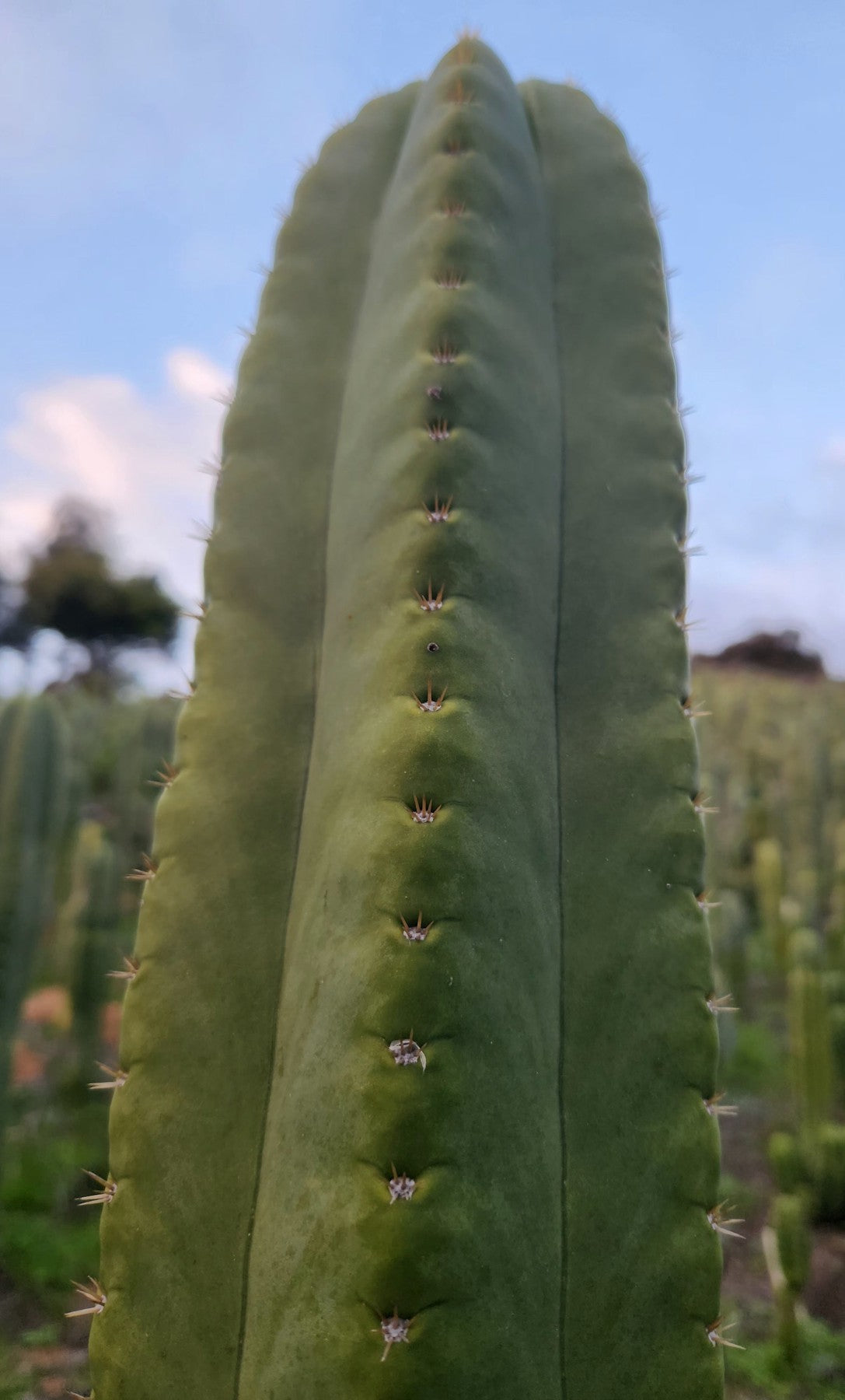 #EC327 EXACT Trichocereus SS02 X Scopulicola Cactus Cutting-Cactus - Large - Exact-The Succulent Source