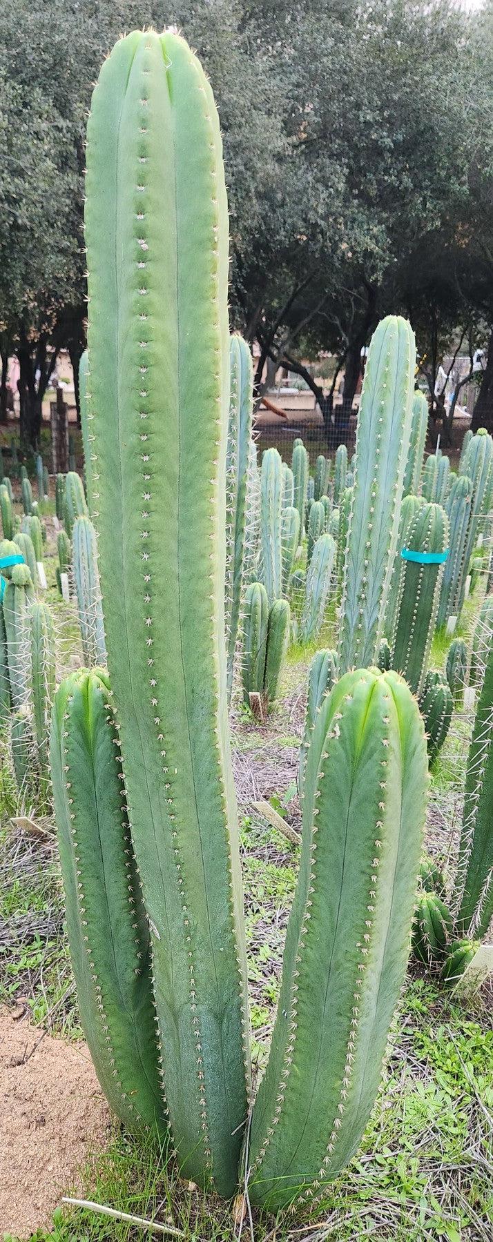 #EC327 EXACT Trichocereus SS02 X Scopulicola Cactus Cutting-Cactus - Large - Exact-The Succulent Source