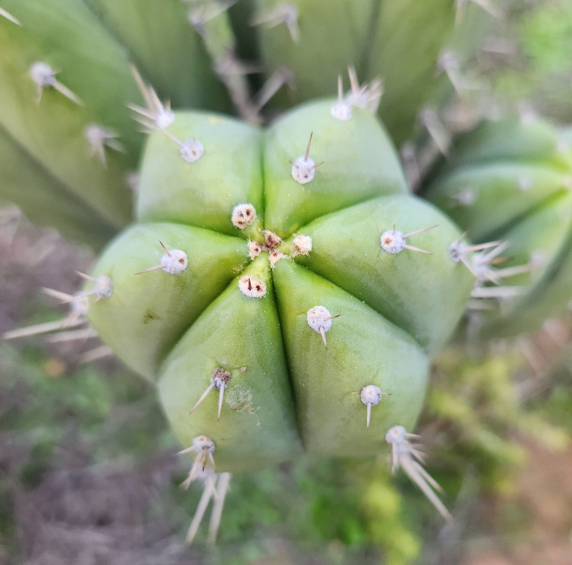 #EC328 EXACT Trichocereus Pachanoi Hutchison 1597 BBG Cactus Cutting-Cactus - Large - Exact-The Succulent Source