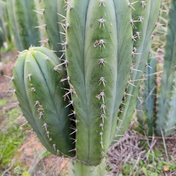 #EC328 EXACT Trichocereus Pachanoi Hutchison 1597 BBG Cactus Cutting