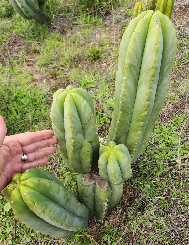 #EC329 EXACT Trichocereus Hybrid Bridgesii Bertha X Scopulicola Cactus Cuttings 8"