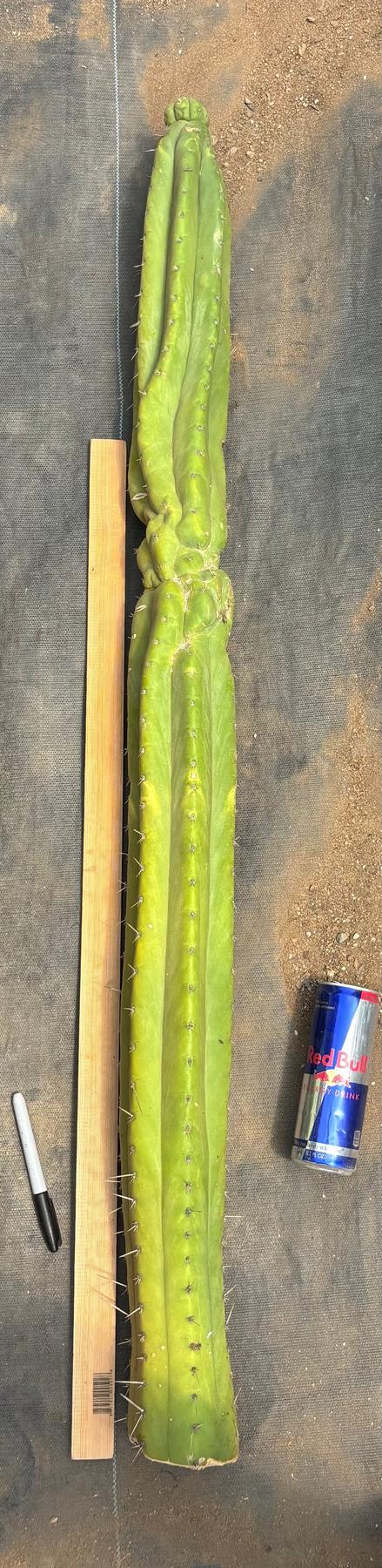 #EC330 EXACT Nuestra Bonita 48”-Cactus - Big-The Succulent Source