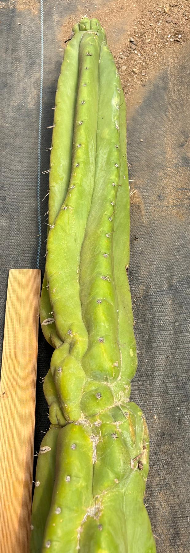 #EC330 EXACT Nuestra Bonita 48”-Cactus - Big-The Succulent Source