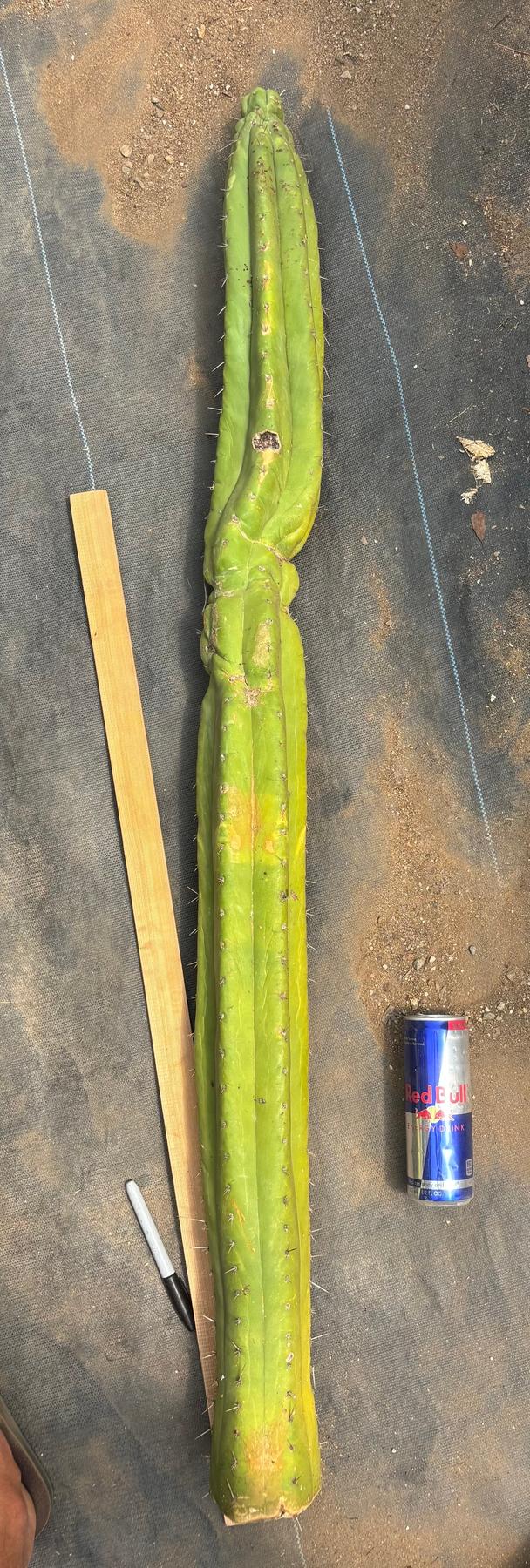 #EC330 EXACT Nuestra Bonita 48”-Cactus - Big-The Succulent Source