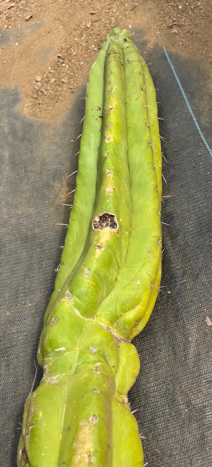 #EC330 EXACT Nuestra Bonita 48”-Cactus - Big-The Succulent Source