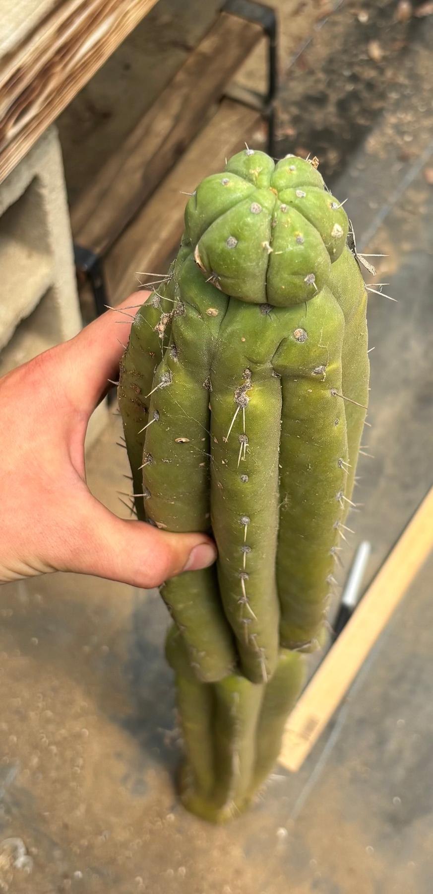 #EC330 EXACT Nuestra Bonita 48”-Cactus - Big-The Succulent Source