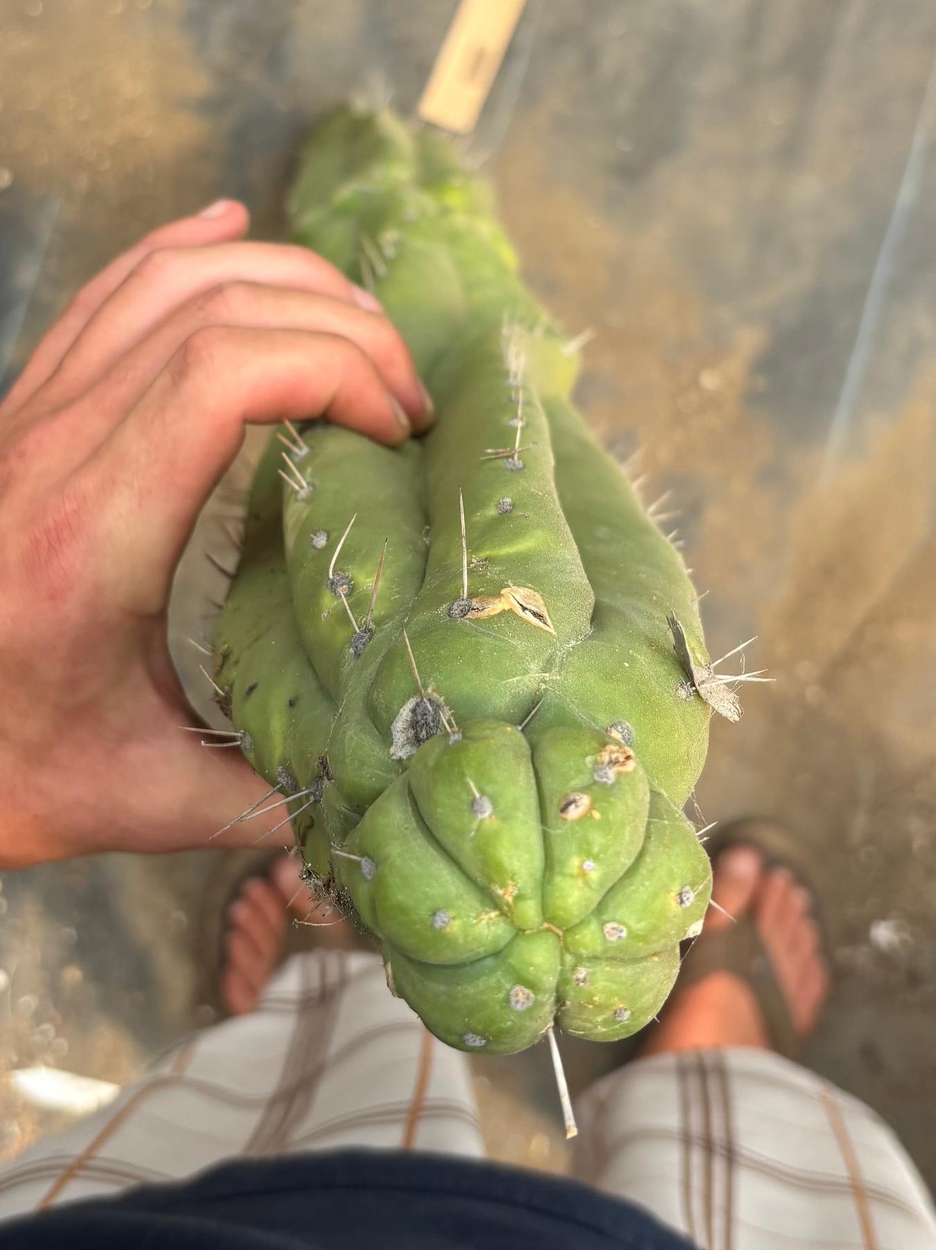 #EC330 EXACT Nuestra Bonita 48”-Cactus - Big-The Succulent Source