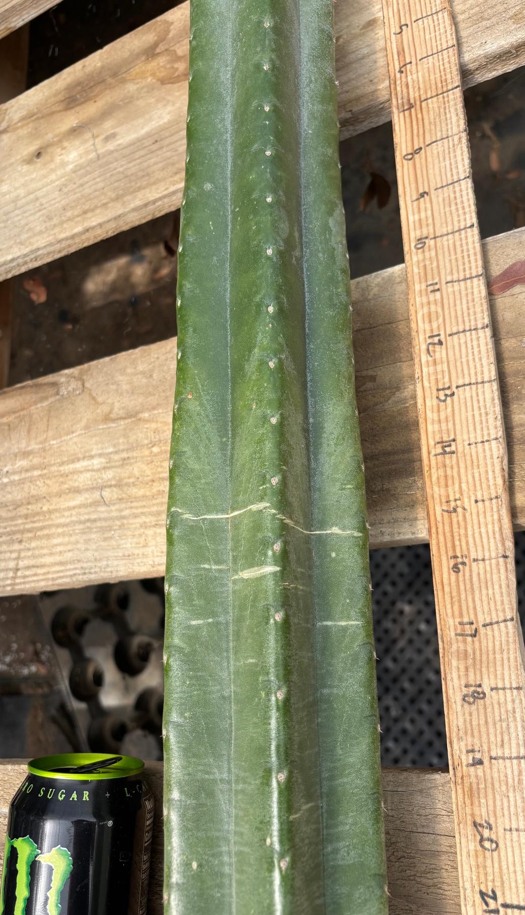 #EC330 EXACT ECK Cutts-Cactus - Large - Exact-The Succulent Source