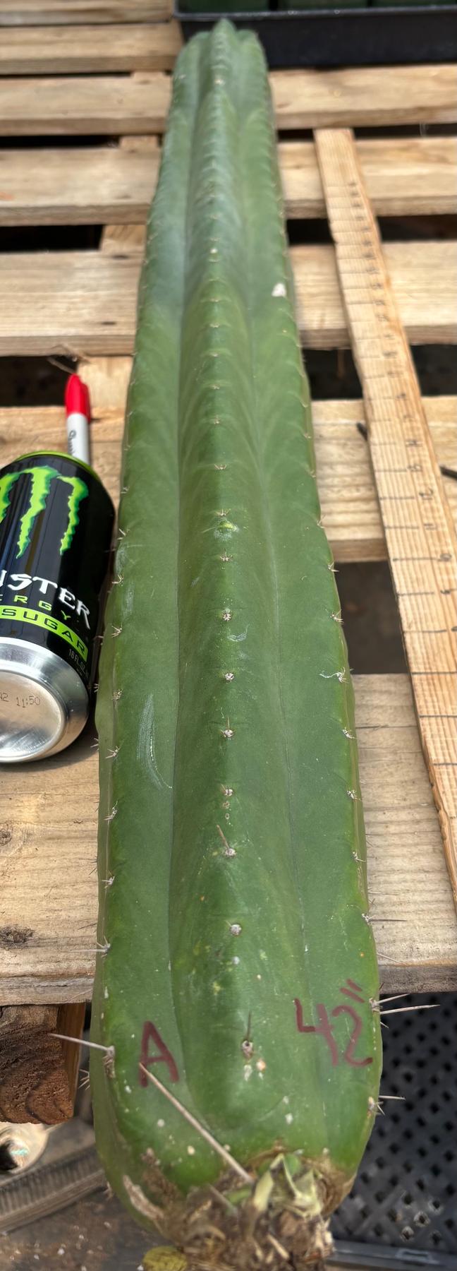 #EC330 EXACT ECK Cutts-Cactus - Large - Exact-The Succulent Source