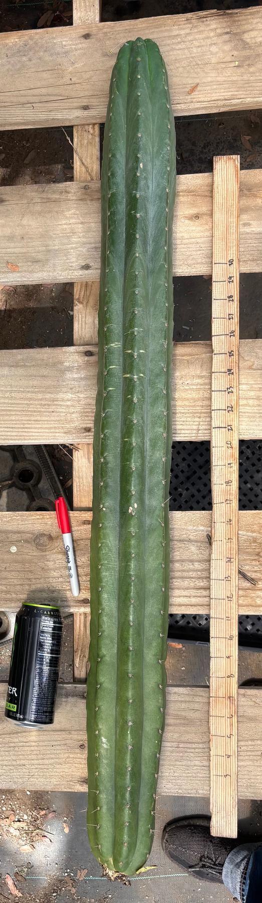 #EC330 EXACT ECK Cutts-Cactus - Large - Exact-The Succulent Source