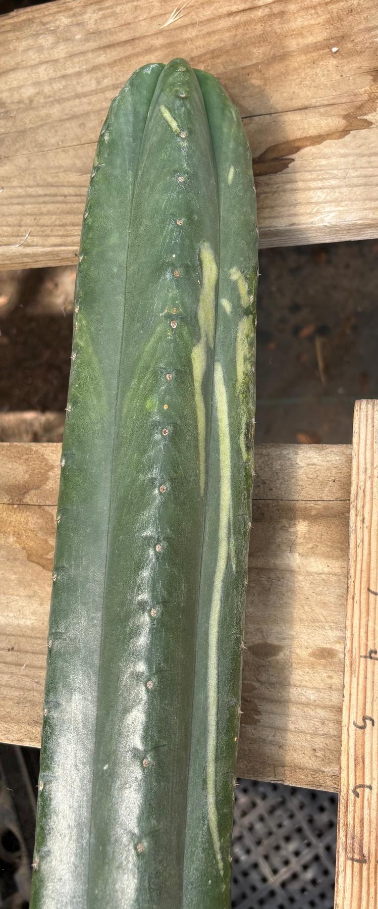 #EC330 EXACT ECK Cutts-Cactus - Large - Exact-The Succulent Source