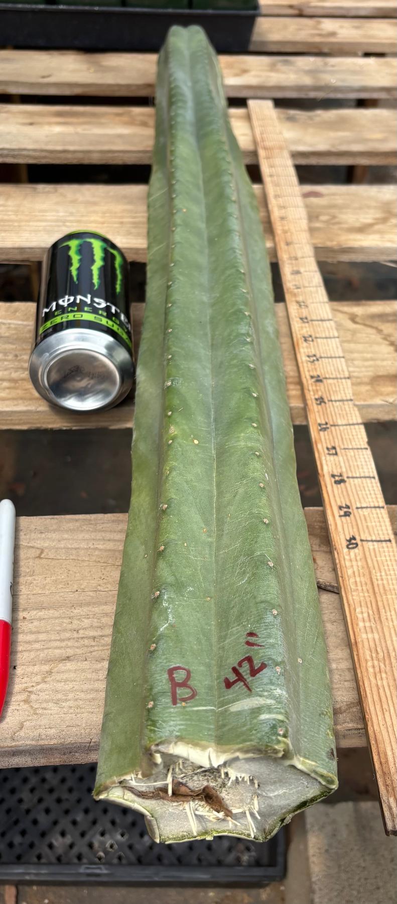 #EC330 EXACT ECK Cutts-Cactus - Large - Exact-The Succulent Source