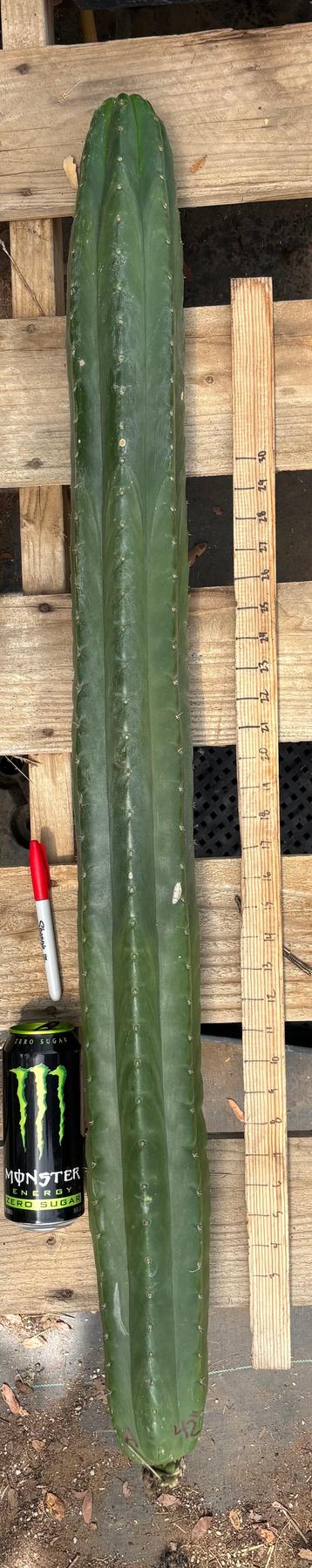 #EC330 EXACT ECK Cutts-Cactus - Large - Exact-The Succulent Source