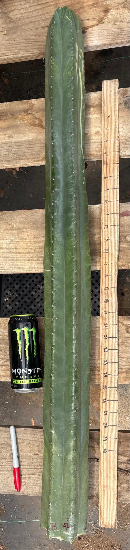 #EC330 EXACT ECK Cutts-Cactus - Large - Exact-The Succulent Source