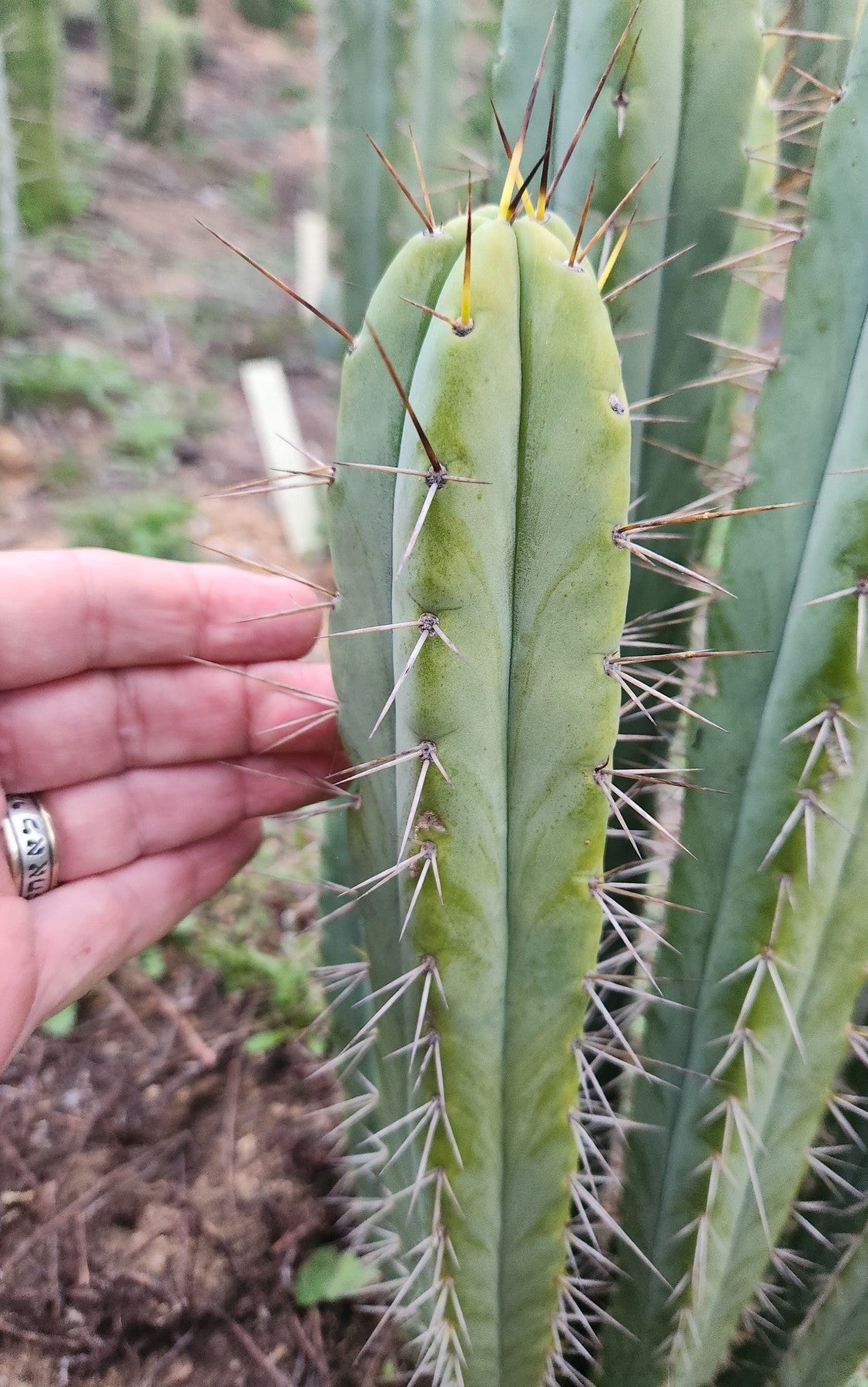 #EC330 EXACT Trichocereus Bridgesii Cactus Cutting 12"-Cactus - Large - Exact-The Succulent Source