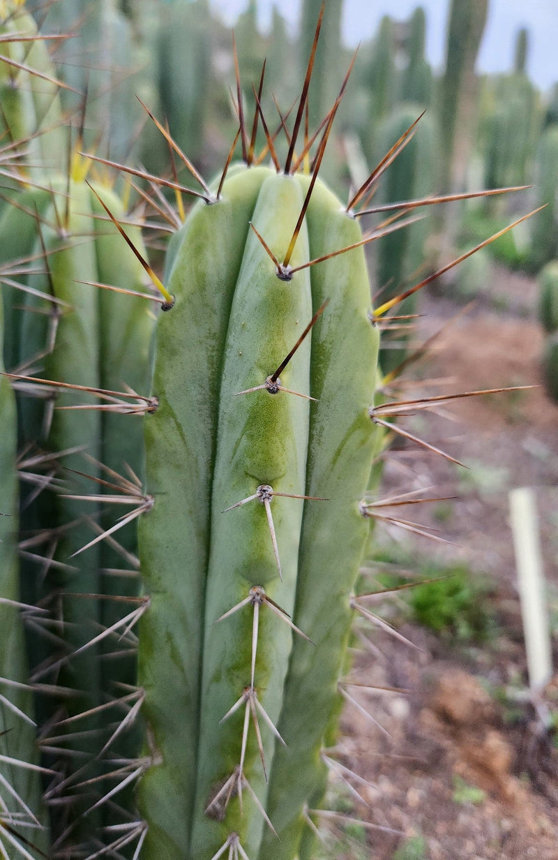 #EC330 EXACT Trichocereus Bridgesii Cactus Cutting 12"