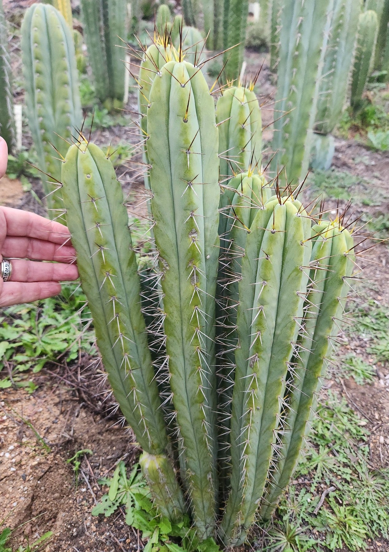 #EC330 EXACT Trichocereus Bridgesii Cactus Cutting 12"-Cactus - Large - Exact-The Succulent Source