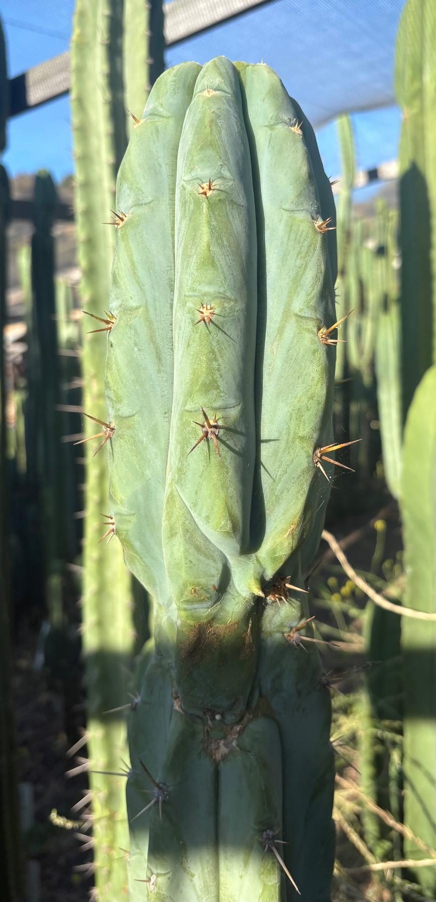 #EC331 EXACT Trichocereus Bridgesii Psychonaut OP Cactus Cutting 10”-Cactus - Large - Exact-The Succulent Source